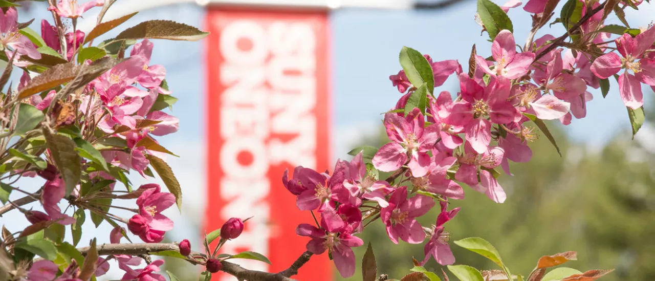 Cherry Tree blossoming in front of the SUNY Oneonta banner