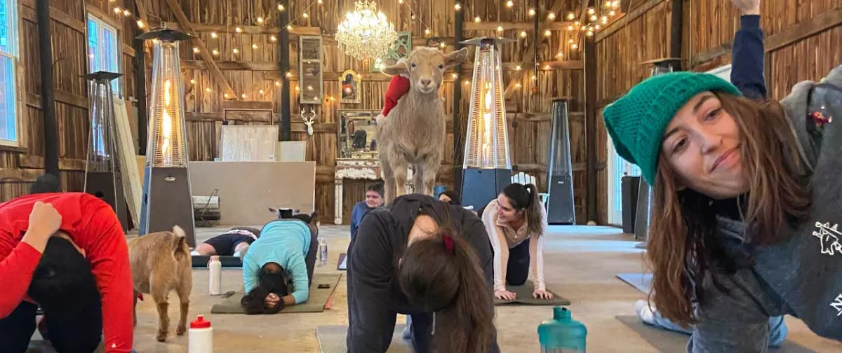 Campus Recreation Goat Yoga