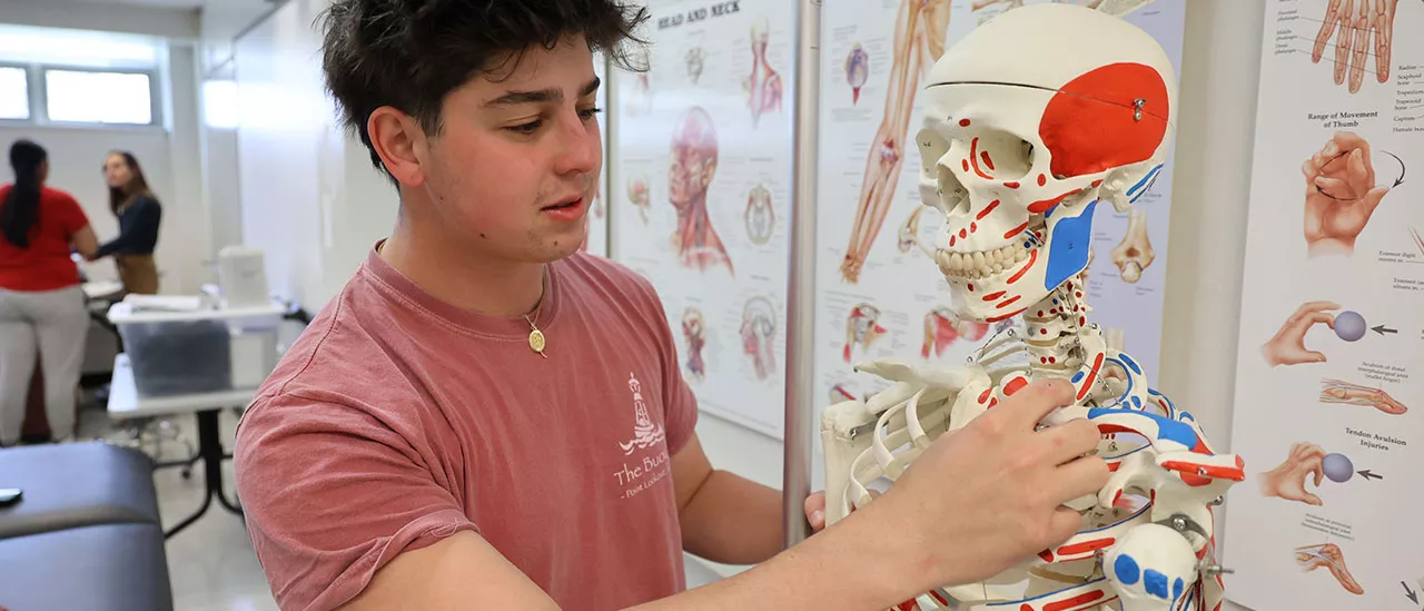 Student examining a skeleton in a classroom.