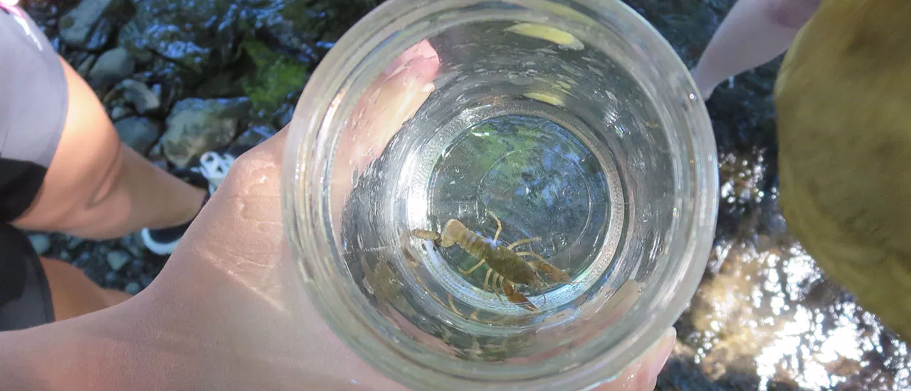 Field Trips Crawfish in Cup