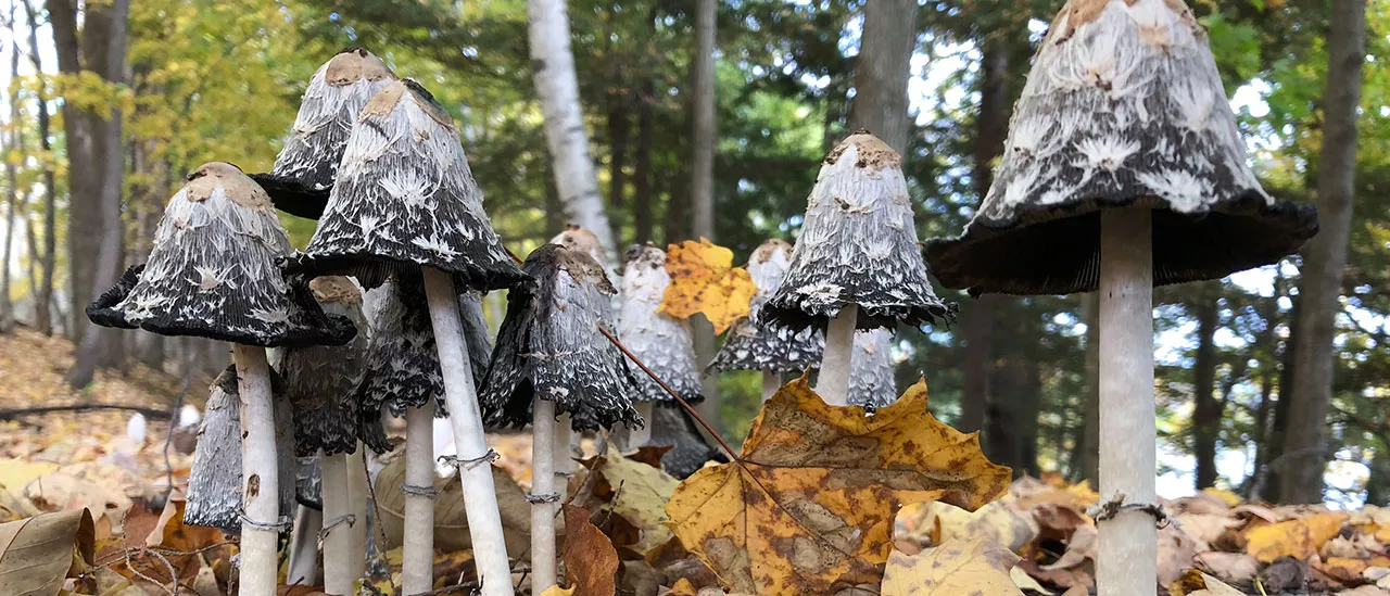 Field Trips Mushrooms