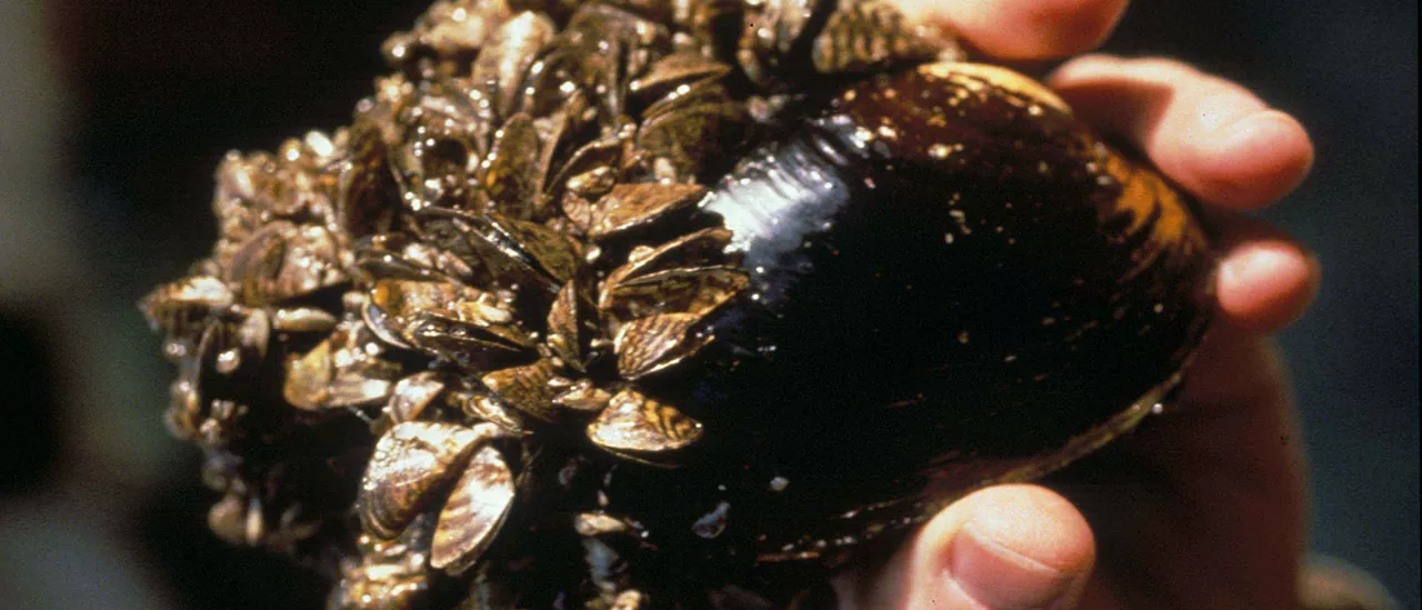 Zebra mussels dreissena polymorpha on native mussel