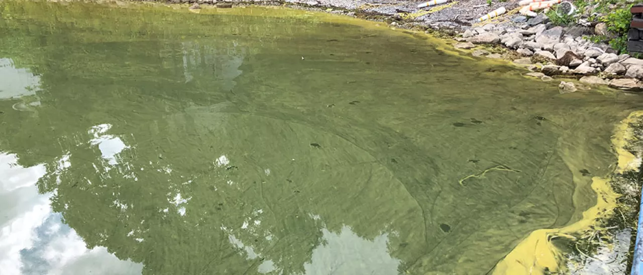 Cyanobacteria Bloom Growth