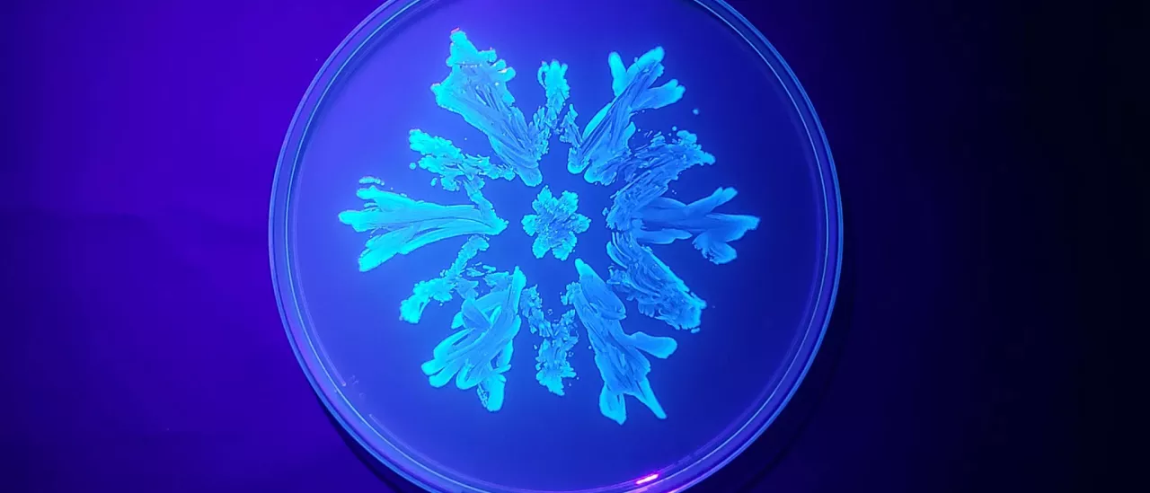 A snowflake painted with fluorescent bacteria