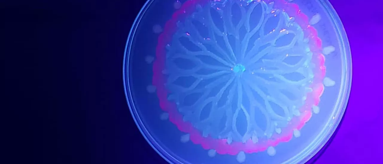 A mandala painted with fluorescent bacteria