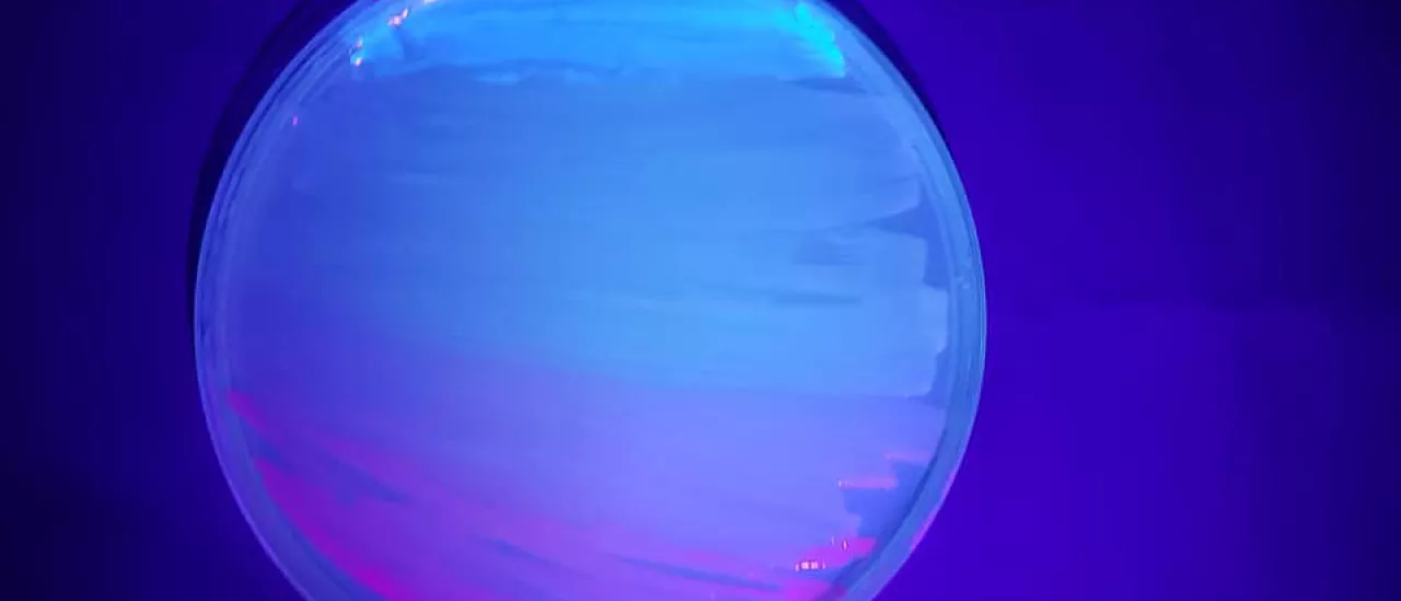 A sunset painted with fluorescent bacteria