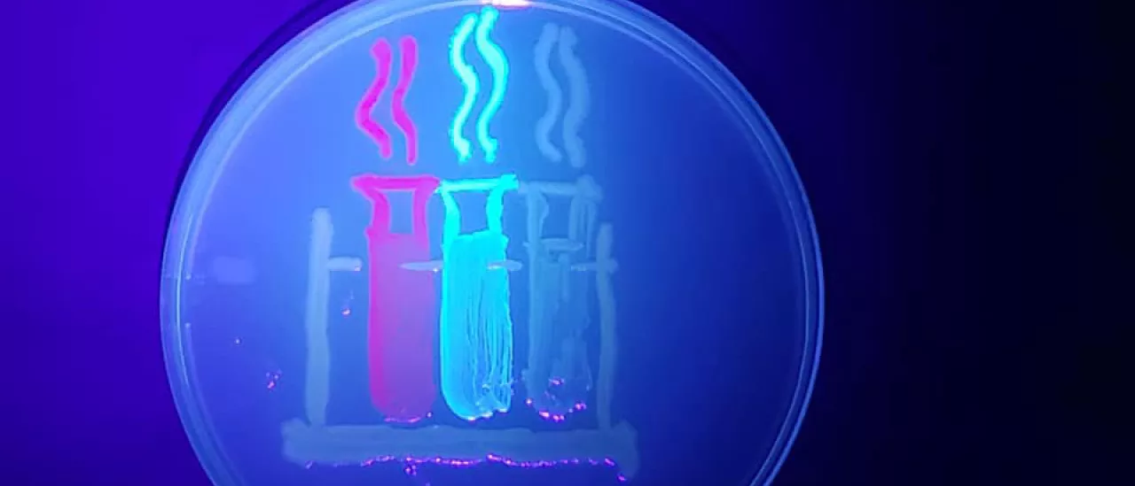 Test tubes painted with fluorescent bacteria