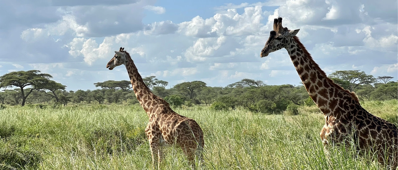 Giraffes in Serengeti - Julia Day