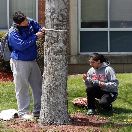 Biology students identify campus tree species and record their diameter at breast height as part of a campus tree mapping project.