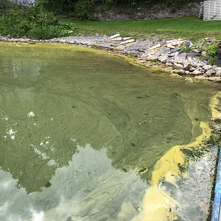 Testing for Harmful Algal Blooms