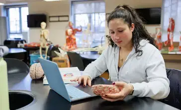 Biology student study the anatomy of a brain model.