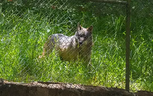 Nadia's photo of a wolf in Portugal