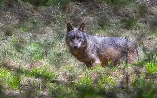 Nadia's photo of a wolf in Portugal