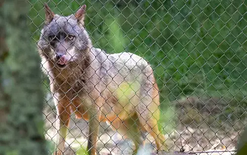 Nadia's photo of a wolf in Portugal