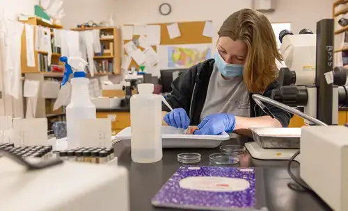 Ellie Vogl studies parasites in BFS lab