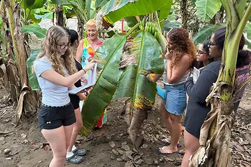students study bananas leaves