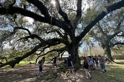 NOLA trip photos willow tree