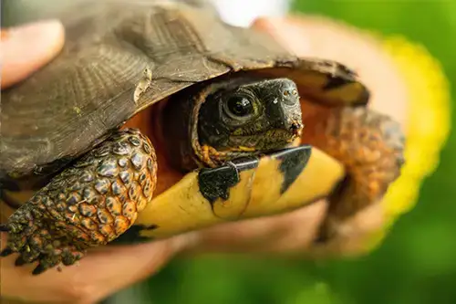 Turtle Research