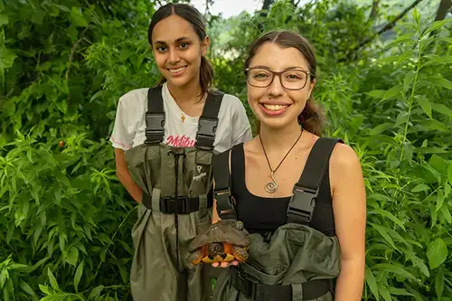 Turtle Research