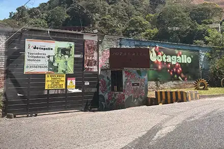 Coffee field in Colombia