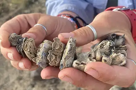 Saranna Shevalier working with fossil bovid remains