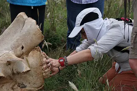 Saranna Shevalier with fossil bovid remains