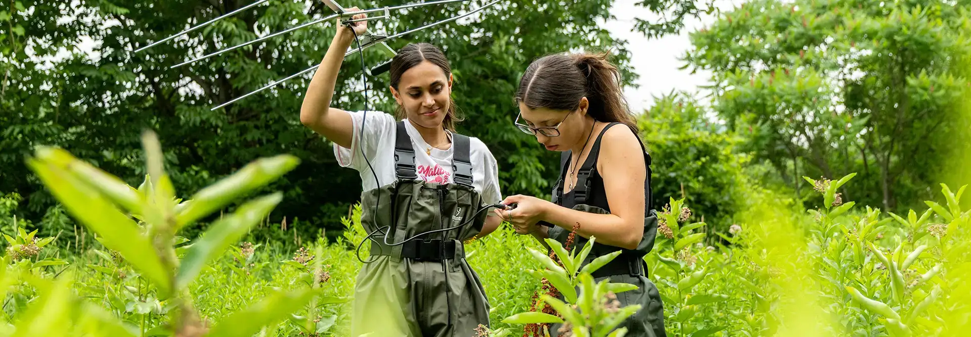 Students study Turtles for Summer Research