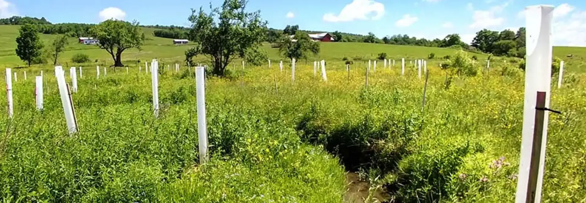 Partnership Plants 2,000 Trees to Lower Cyanobacteria Bloom Growth