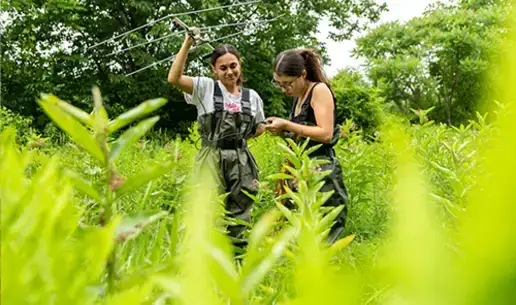 Students study Turtles for Summer Research