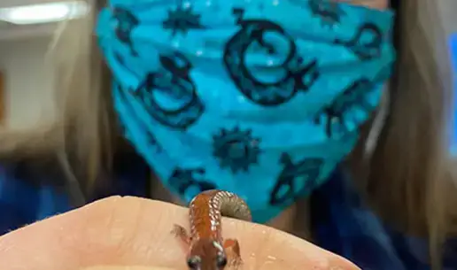 Salamander