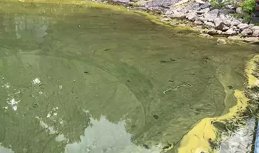 Testing for Harmful Algal Blooms