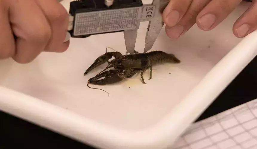 Masters student measuring the shell size on a crawfish. 
