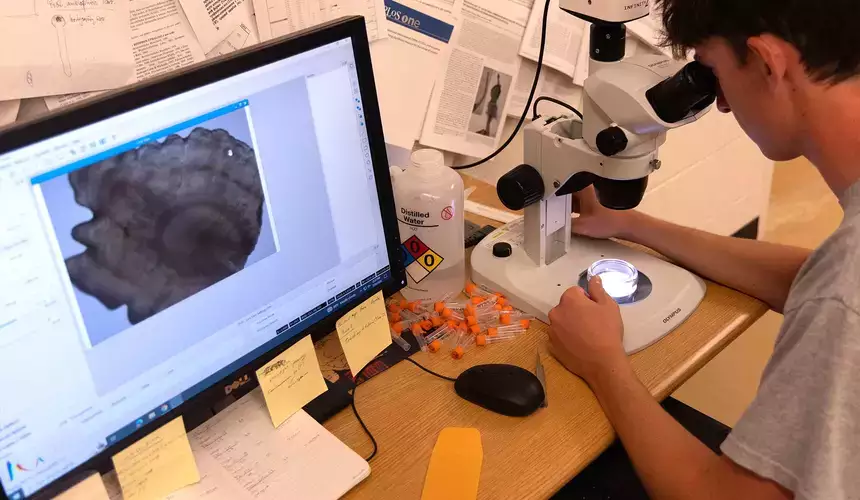 Student overserving the features of a tree shelf fungi through a microscope.