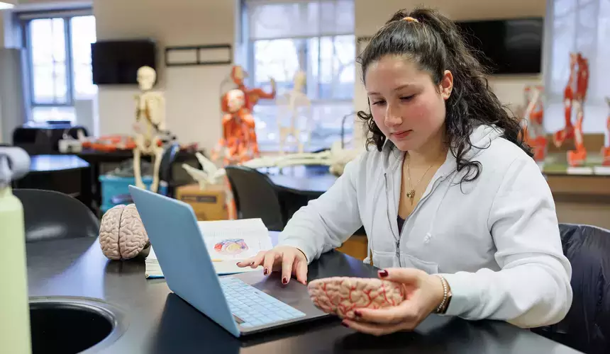 Biology student study the anatomy of a brain model.
