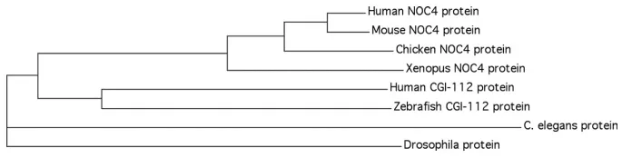 Figure 2: Phylogenetic analysis of the NOC4 and CGI-112 proteins.