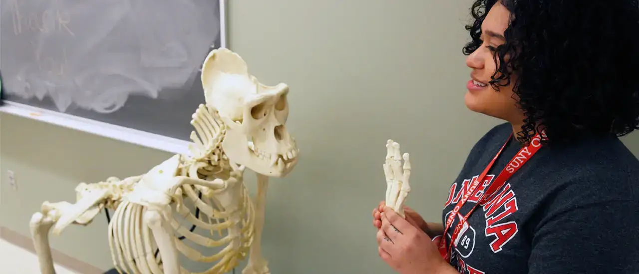 Student presenting the skeleton of a gorilla.