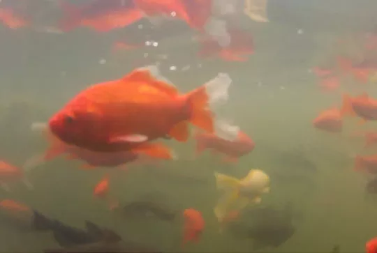 Fish Video