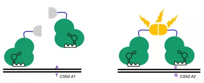 CRISPR-Cas9 detector schematic