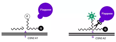 Schematic of the flappase detection system
