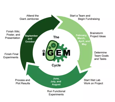 The iGEM competition cycle