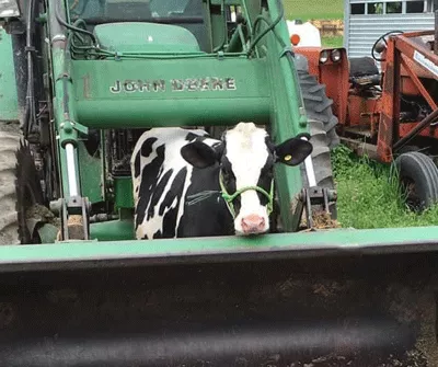 Cow in a green tractor