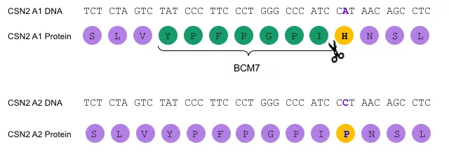 A1 and A2 sequences, highlighting the single nucleotide polymorphism
