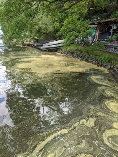Pine pollen on the surface of Otsego Lake along the western shoreline. Photo by Bill Harman.
