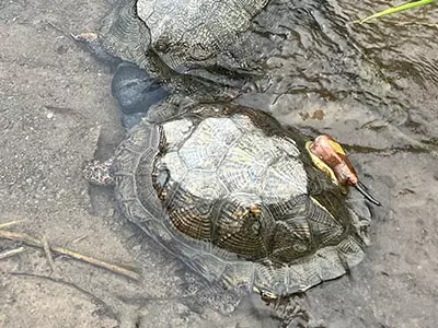Habitat Selection of Wood Turtles
