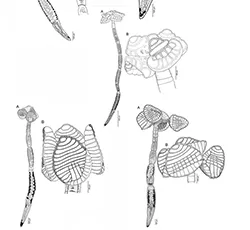 Drawings of tapeworms