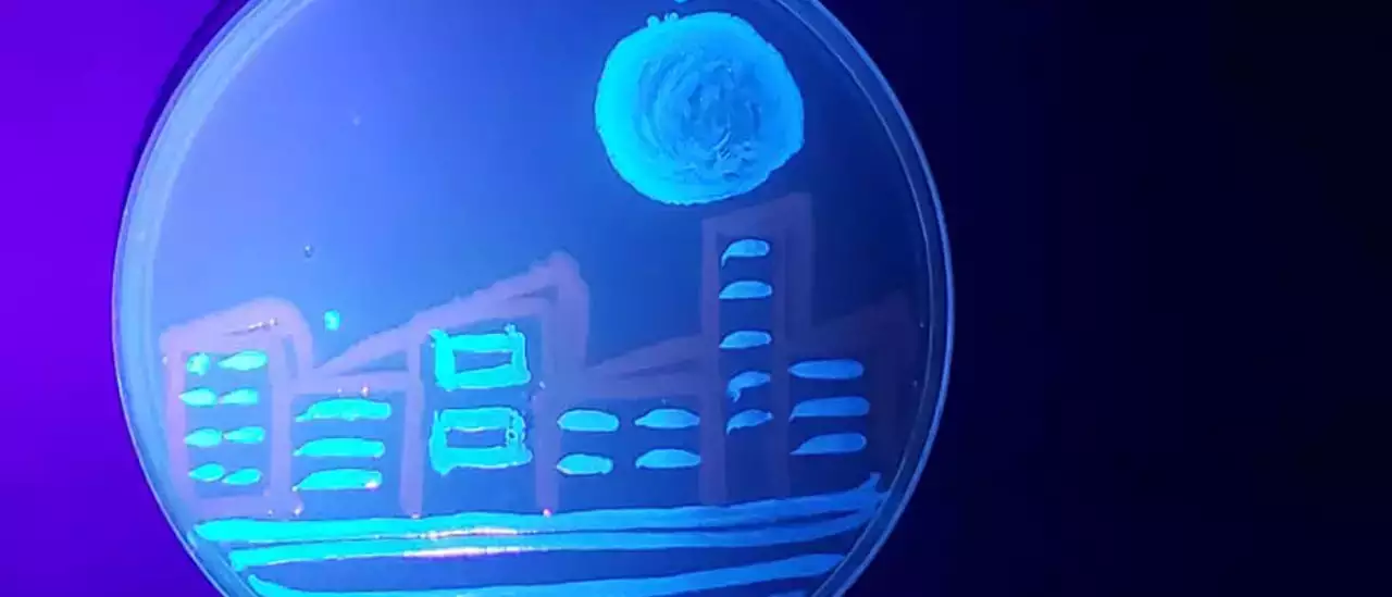 The moon over a city painted with fluorescent bacteris