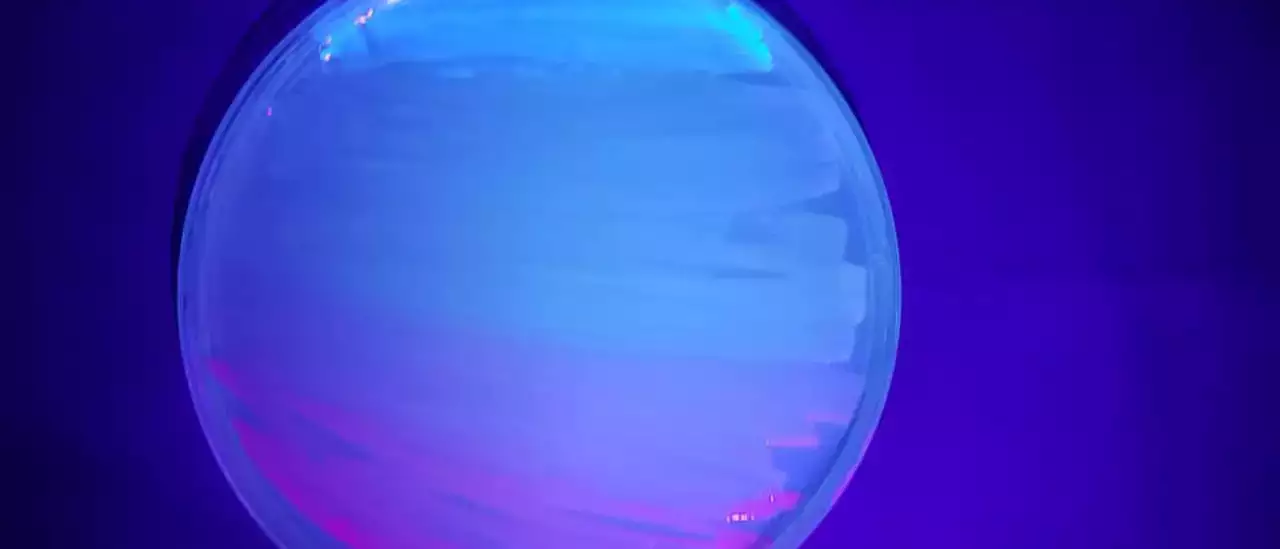 A sunset painted with fluorescent bacteria