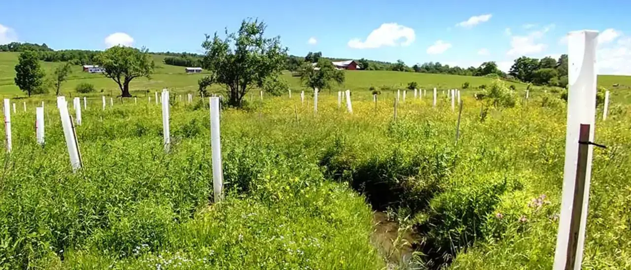 Partnership Plants 2,000 Trees to Lower Cyanobacteria Bloom Growth