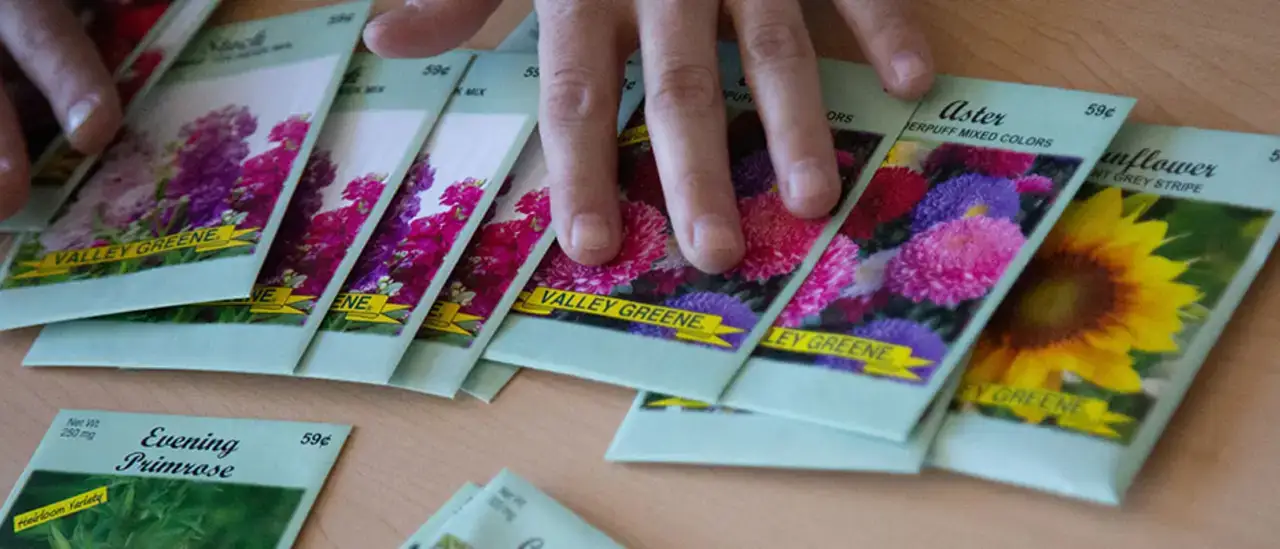 Planting Seeds Green Dragon Week