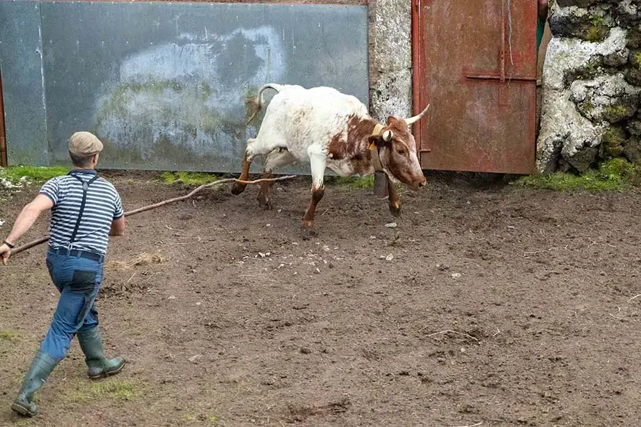 A local farmworker handles a steer in Portugal.